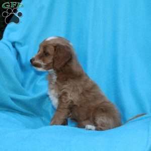 Skippy, Cockapoo Puppy